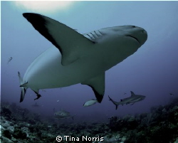 Reef Shark by Tina Norris 